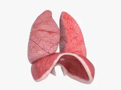  Lungs Cross Section Separated 