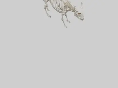 Bison Skeleton model 3D model
