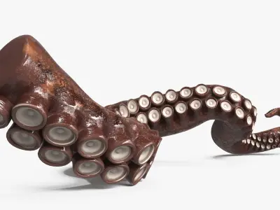  Natural Octopus Tentacle Marine Brown 