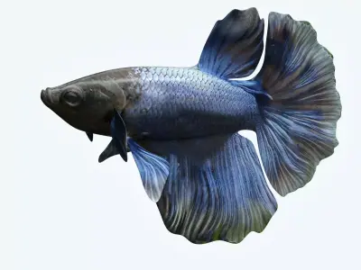 Betta Fish 2 3D model