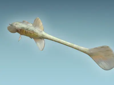 Paradoxus Fish 3D model