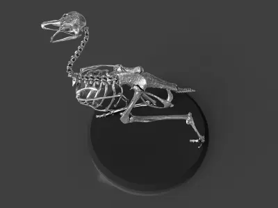 Silver Ostrich Skeleton for Visual Art 3D model