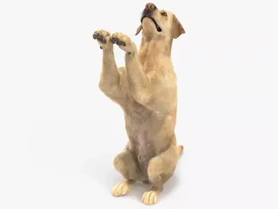 Begging White Labrador Dog Pose Fur Animated Rigged for Maya 3D model purchase