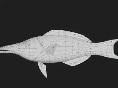 Wrasse Low-poly 3D model 9