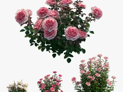 Rose plant set 211 3D model