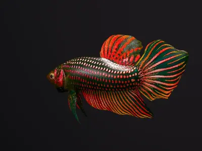Betta Fish 3D model get