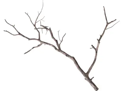 Branch 3D model