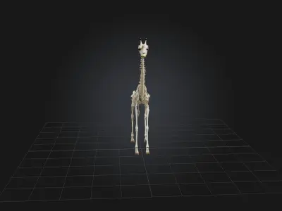 Realistic Giraffe Skeleton Model Low-poly 3D model