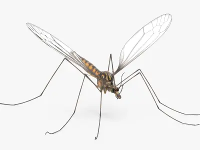 Mosquito Hawk Crane Fly Gollywhopper 3D model