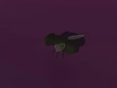 A rigged fly Low-poly 3D model