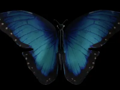 Butterfly 3D model Low-poly 3D model
