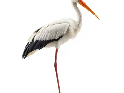 Elegant White Stork model pack Low-poly 3D model
