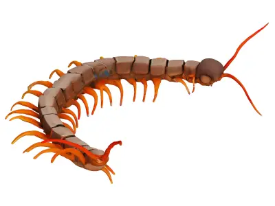Centipede 3D model purchase