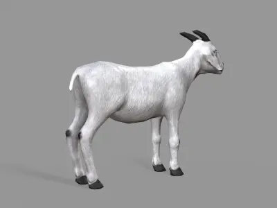 White Goat Low-poly 3D model