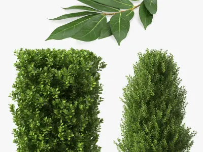 Laurus Collection 3D model
