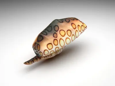 Flamingo Tongue Snail 3D model purchase