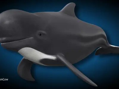 Pilot Whale 3D model buy