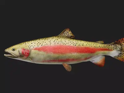 Trout Low-poly 3D model buy