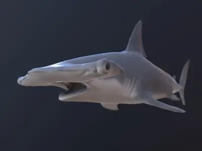 hammerhead shark Low-poly 3D model shop