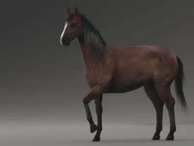  Horse ANIMATED  purchase