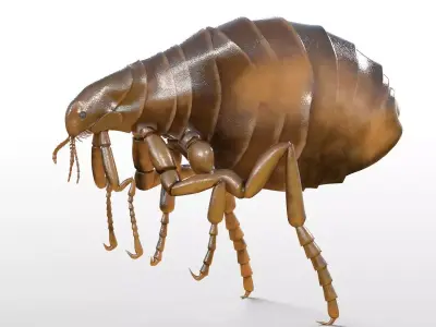 Flea Insect Low-poly 3D model