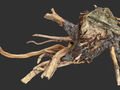 Tree Root 3D Scan 3D model by Shutters