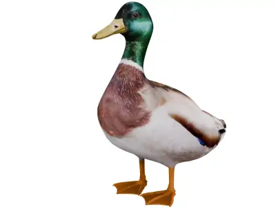 Mallard Duck 3D model purchase