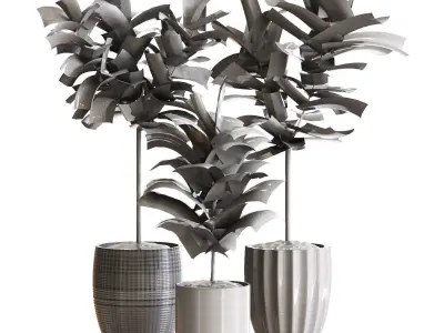 Plant Collection Rpm 07 3D model