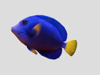 Purple Tang Realistic Animated Low-poly 3D model