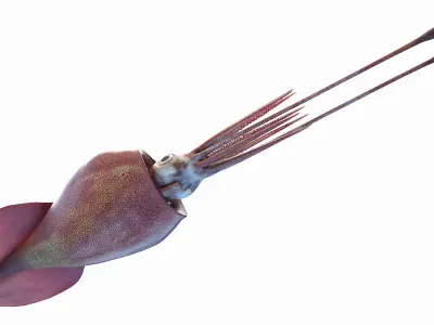 Colossal Squid 3D model