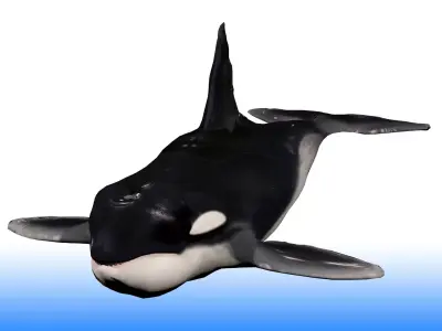 Killer Whale Rig 3D model