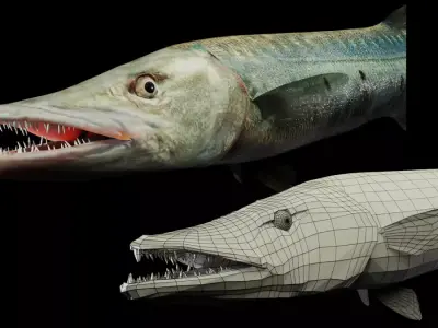 Barracuda Free 3D model purchase
