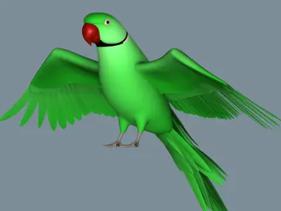 Parrot 3D model buy