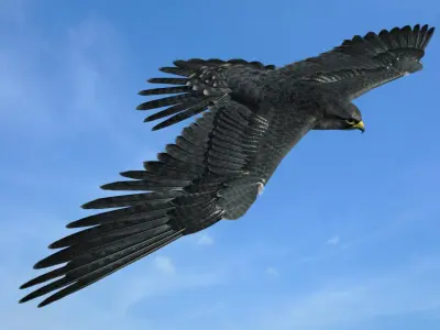 Peregrine Falcon 3D model purchase