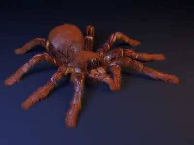 Goliath Bird Eater Low-poly 3D model