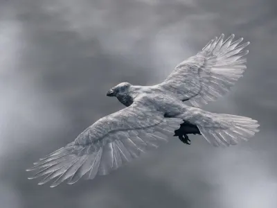 Crow - Rigged Low-poly 3D model