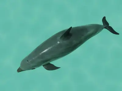 Dolphin Rigged swimming in sea Low-poly 3D model