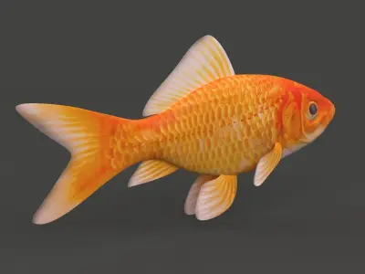 Gold Fish 3D model get