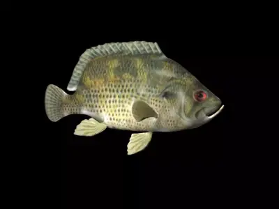 Rock Bass fish Low-poly 3D model