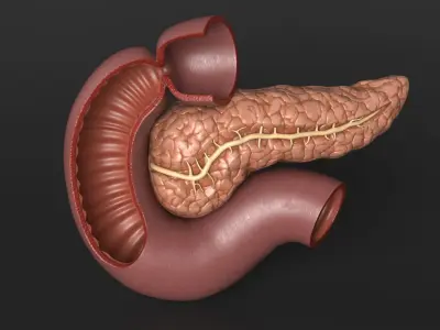Plastic Model of Pancreas Cut 3D model