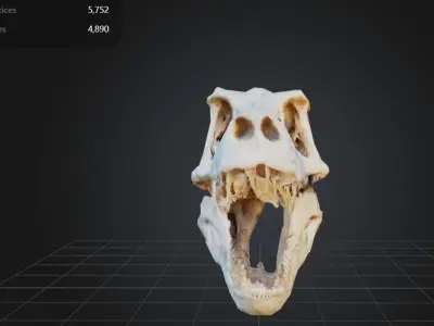 FREE T-Rex Skull Free low-poly 3D model