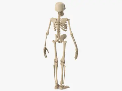  Cartoon Skeleton 