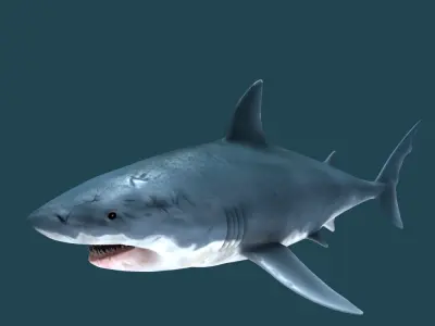 Great White Shark 3D model 10
