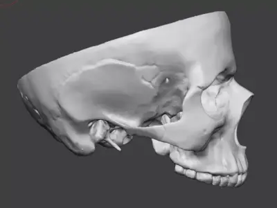 Professional Modular Human Skull - 3-Part Anatomical 3D Scan 3D print model