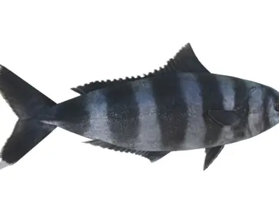 Pilot fish 3D Model Free 3D model