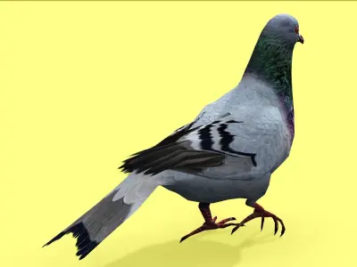 PIGEON ANIMATED Low-poly 3D model