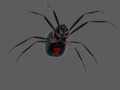 Spider Black Widow 3D model