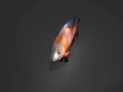 Dragonblood Peacock Low-poly 3D model