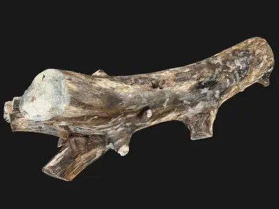 Tree wood trunk 3d scan highpoly 3D model