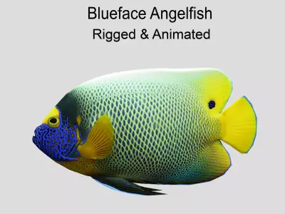Blueface Angelfish Realistic Animated Low-poly 3D model